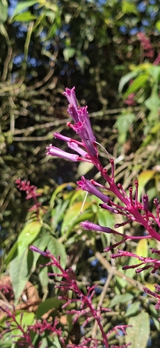Palicourea angustifolia