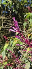 Palicourea angustifolia
