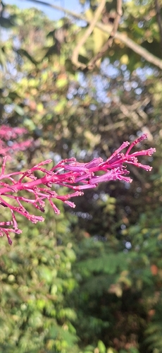 Palicourea angustifolia, photograph 2