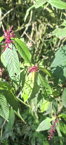 Palicourea angustifolia, photograph 3