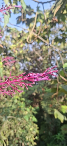 Palicourea angustifolia, photograph 4