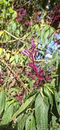 Palicourea angustifolia, photograph 5