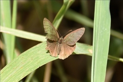 Cissia phronius
