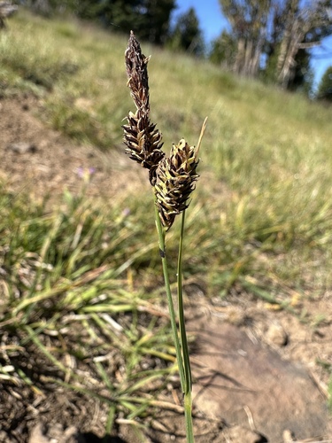 Payson's sedge (Carex paysonis)