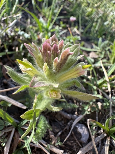 Wallowa paintbrush (Castilleja chrysantha)