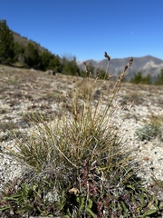 Carex tahoensis, photograph (c) Matt Berger, some rights reserved (CC BY)