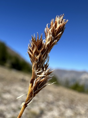 Carex tahoensis, photograph 5