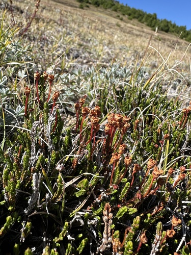 western moss-heather (Cassiope mertensiana)