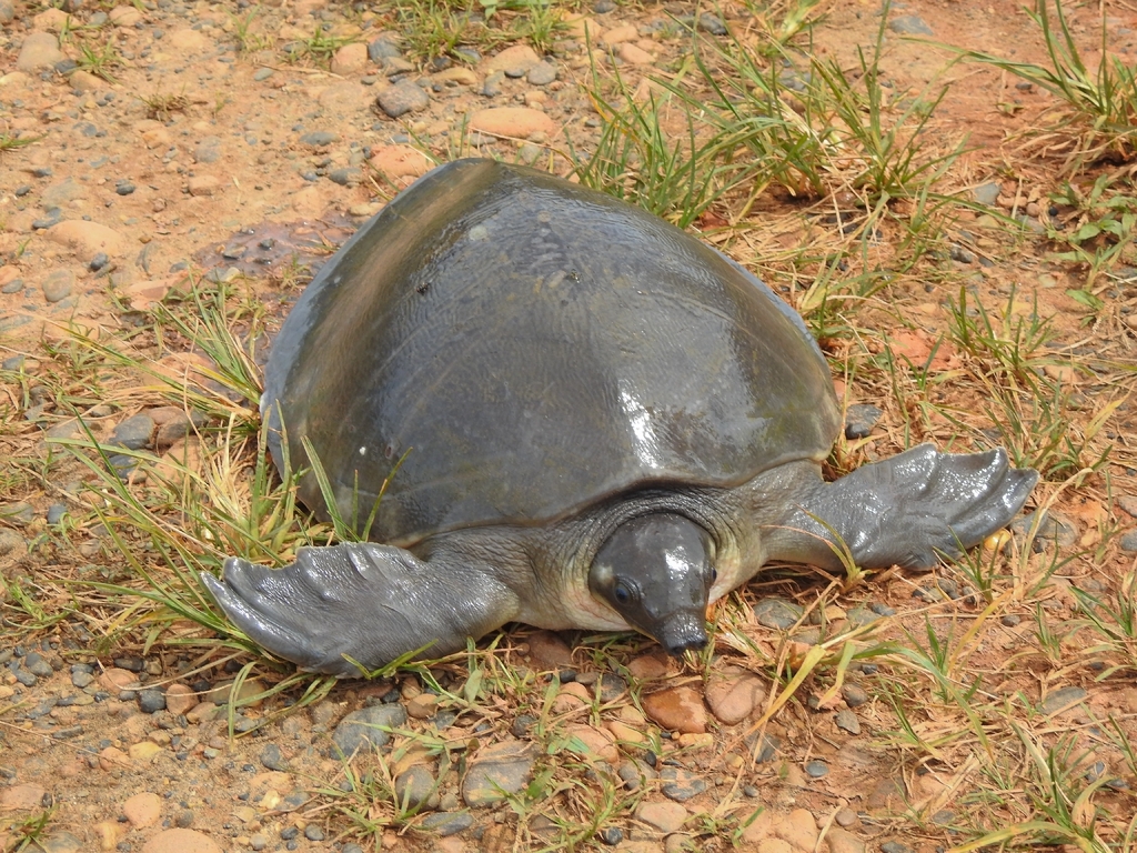 Kura-kura Moncong Babi (Carettochelys insculpta)