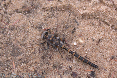 Williamsonia lintneri