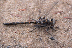 Williamsonia lintneri