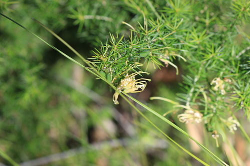 Grevillea juniperina, photograph 5