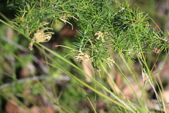 Grevillea juniperina, photograph (c) Sofia Zvolanek, some rights reserved (CC BY)