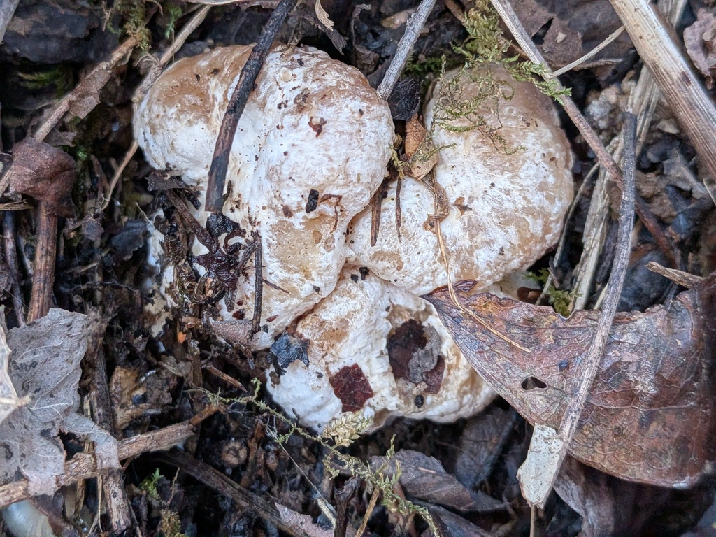 Entoloma abortivum · November 2025 · photo: © kzoebel (iNaturalist, cc0)