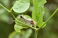 Halysidota ruscheweyhi