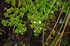 Clinopodium nubigenum