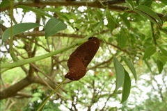Ravenelia platensis