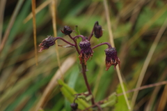 Senecio formosus