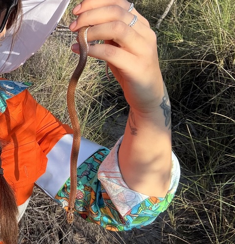 Little Spotted Snake sighting