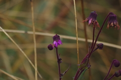 Senecio formosus