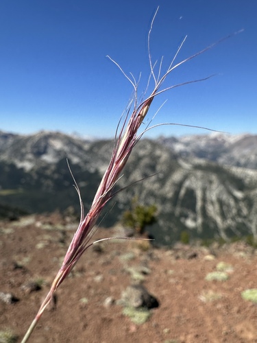 Scribner's Wheatgrass (Elymus scribneri)