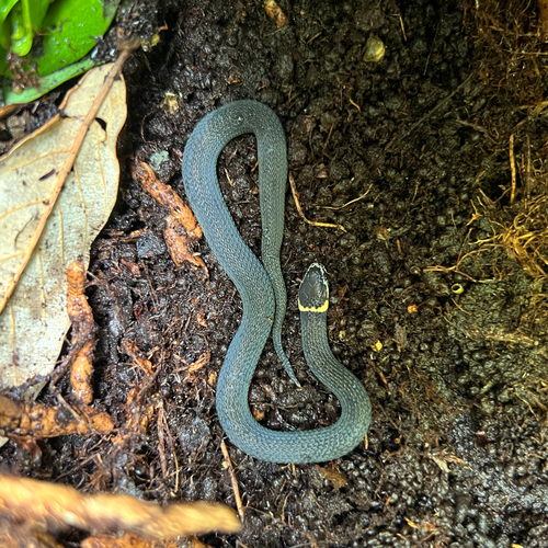 Southern Dwarf Crowned Snake sighting