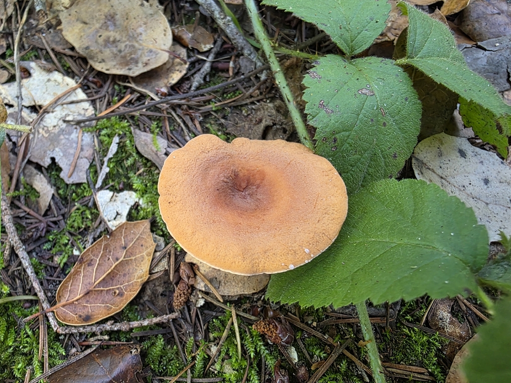 Lactarius rubidus · December 2025 · photo: © sqshemet (iNaturalist, cc-by)