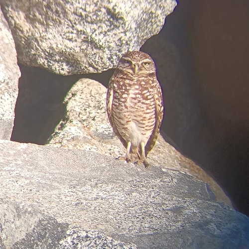 View observation of {o.common_name} on iNaturalist