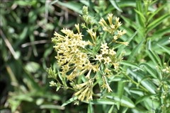 Cestrum euanthes
