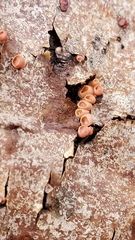 Ditangium cerasi