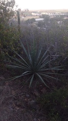 Agave aktites