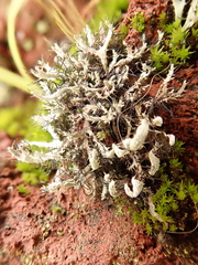 Heterodermia leucomelos