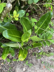 Philodendron renauxii