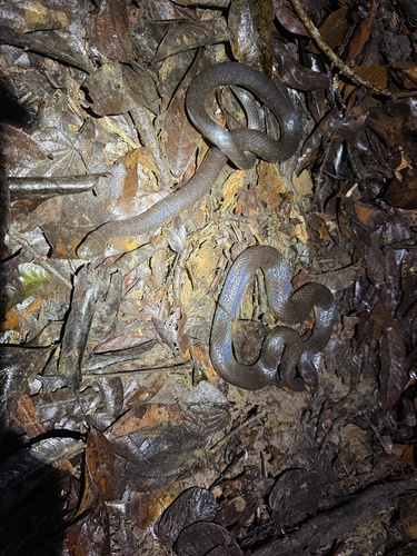 Blackwater Mud Snake