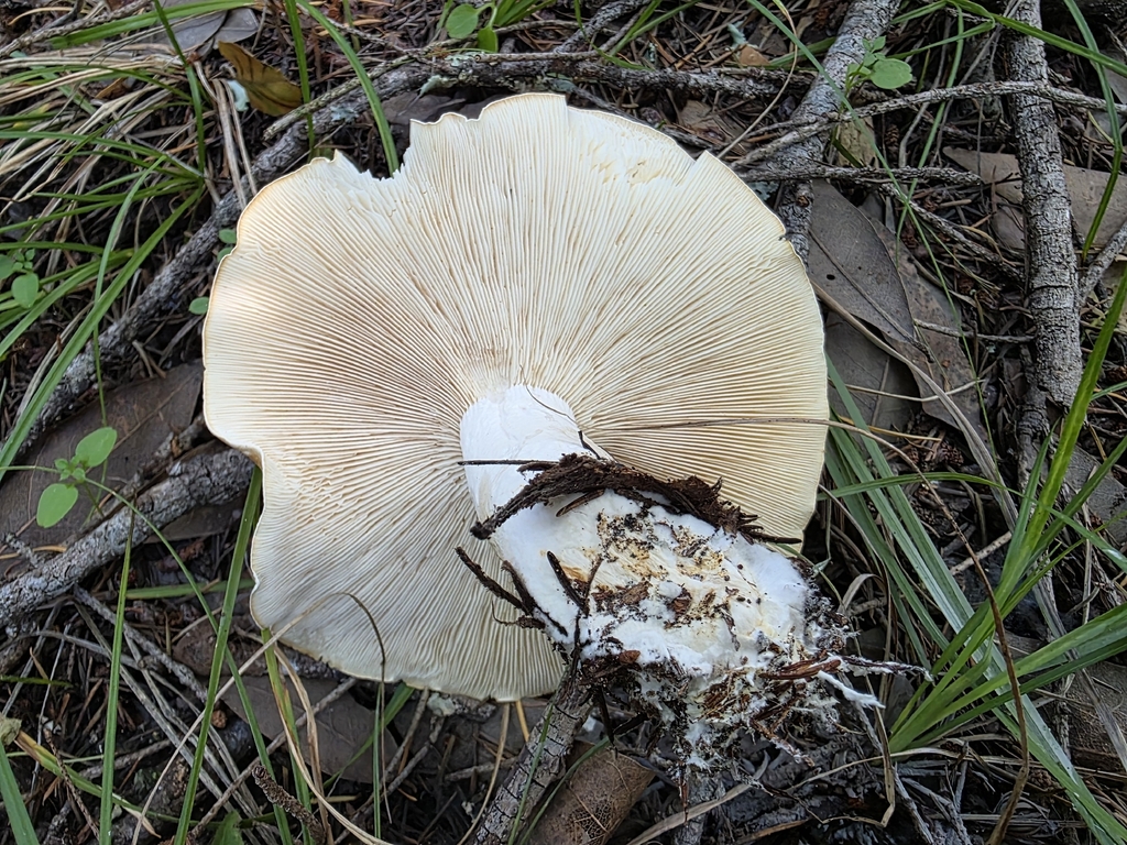 Leucopaxillus gentianeus · December 2025 · photo: © sqshemet (iNaturalist, cc-by)