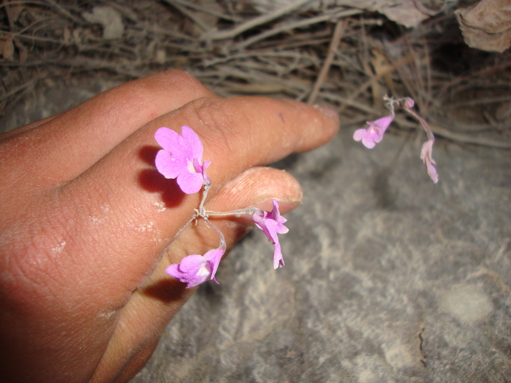 Epidendrum ibarrae R.González