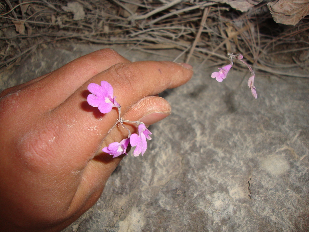 Epidendrum ibarrae R.González 2