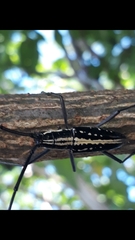 Ptychodes politus lecontei