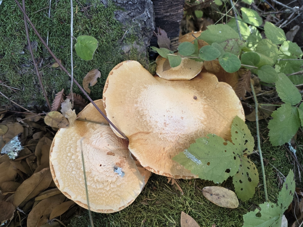 Gymnopilus ventricosus · December 2025 · photo: © sqshemet (iNaturalist, cc-by)