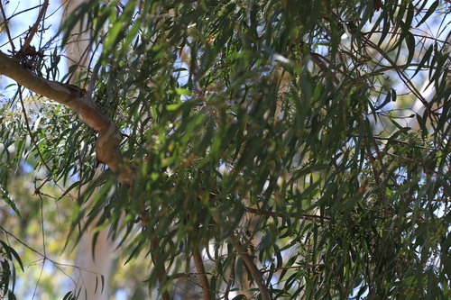 Parramatta red gum (Eucalyptus parramattensis)
