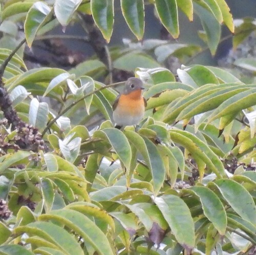 Mugimaki Flycatcher (Ficedula mugimaki), photo 5