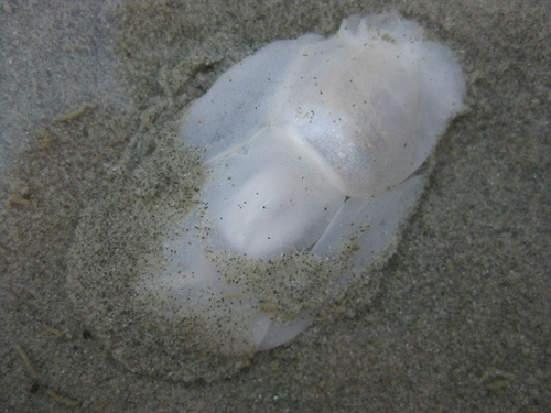 Philine striatula
