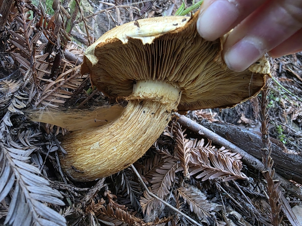 Gymnopilus ventricosus · December 2025 · photo: © sqshemet (iNaturalist, cc-by)