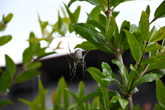 Argiope trifasciata