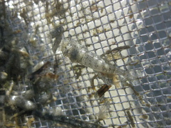 Philocheras australis