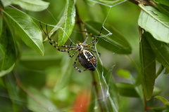 Argiope trifasciata