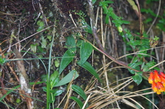 Bomarea hirsuta