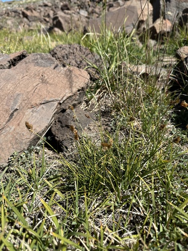 Carex tahoensis, photograph 2