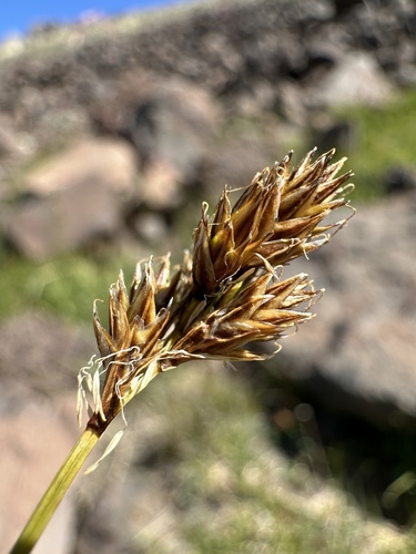Tahoe sedge (Carex tahoensis)