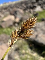 Carex tahoensis